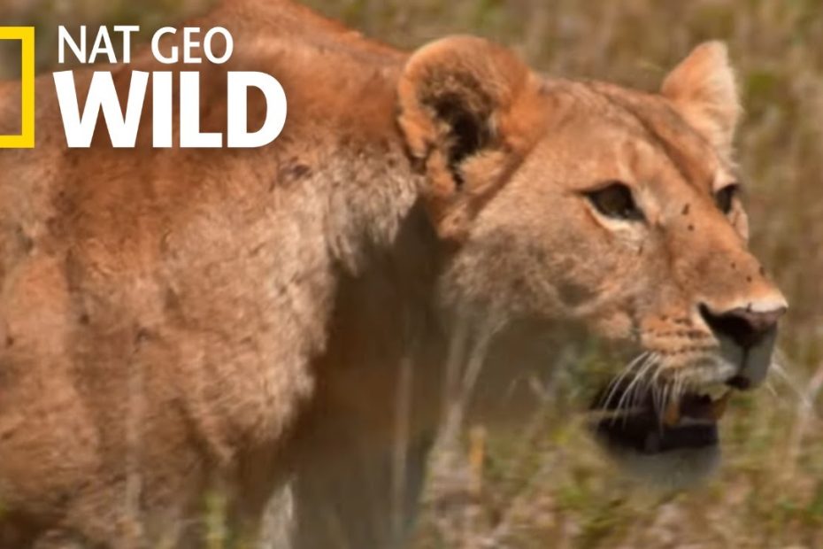 How Savannah Lions Hunt | War of the Lions