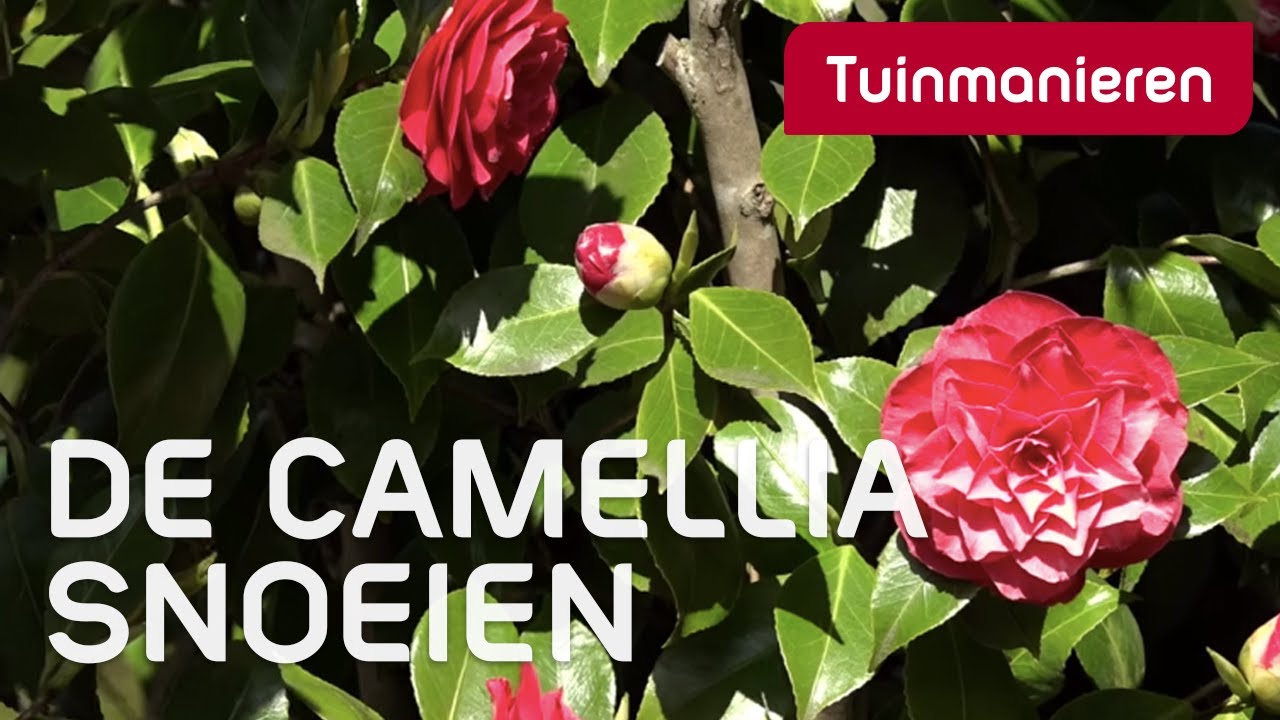 De Japanse roos of Camellia snoeien: hoe doe je dat? | Tuinmanieren