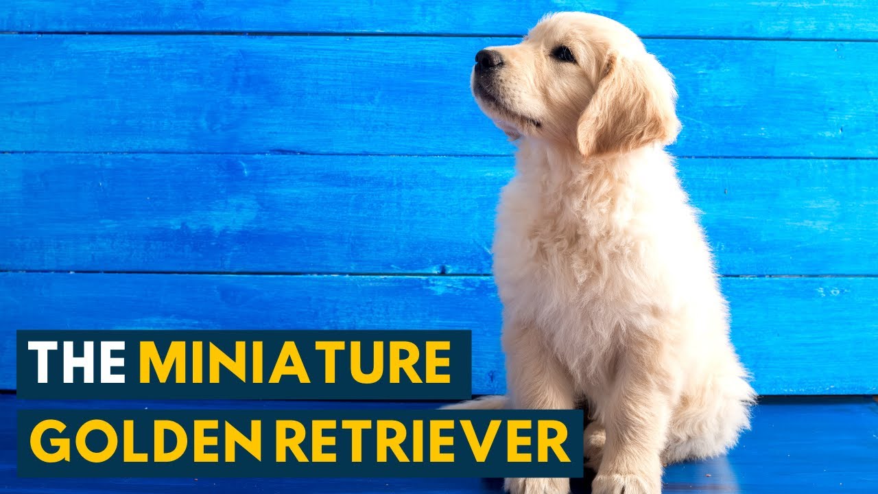 Miniature Golden Retriever: All the Qualities of The Golden Retriever In A Smaller Package!