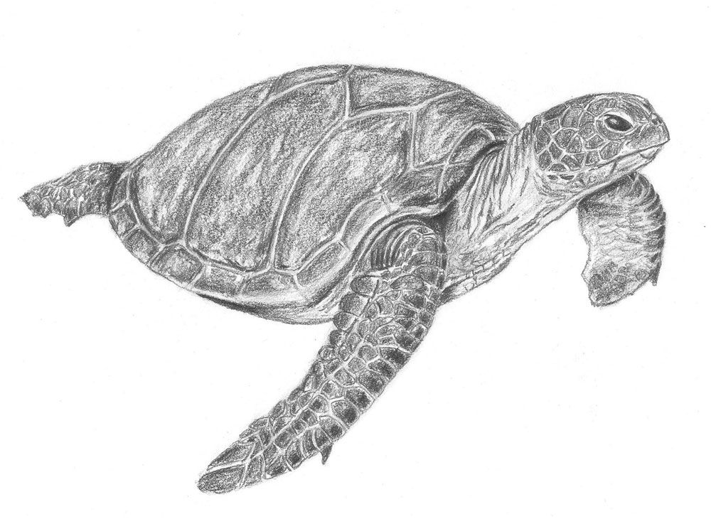 Top Hơn 103 Hình Vẽ Con Rùa Biển Hay Nhất - Thtantai2.Edu.Vn