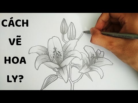 Vẽ Hoa Ly Bằng Bút Chì - How To Draw Lily Flower - Youtube